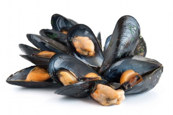 贻贝生长在什么环境中呢(贻贝生长在哪里)