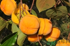 怎样懒柿子不涩,柿子没懒好,还有点涩怎么办