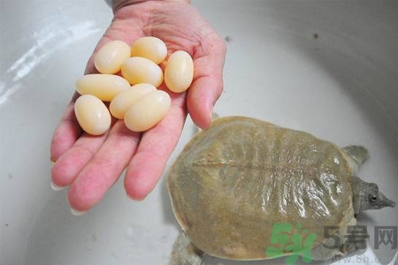 甲鱼蛋的营养价值及功效,甲鱼蛋的营养价值及禁忌