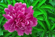 芍药花有什么药用价值,芍药花的介绍