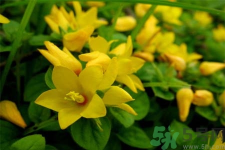 过路黄的功效和作用,过路黄的功效和作用图片