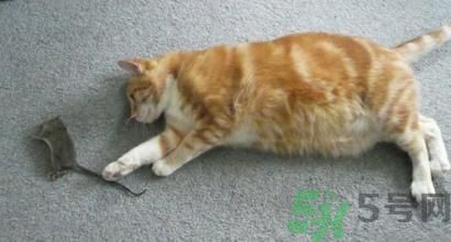 寝室里有老鼠怎么办,寝室如何除老鼠