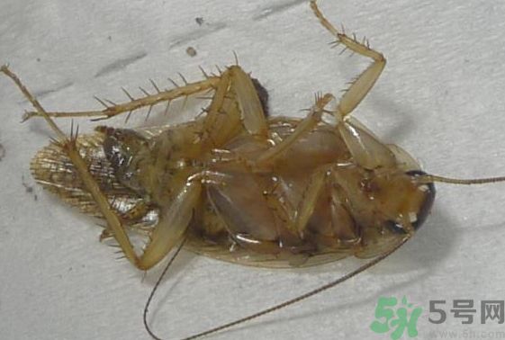 寝室里面有蟑螂怎么办,宿舍有蟑螂怎么可以彻底解决 寝室里面有蟑螂怎么办,宿舍有蟑螂怎么可以彻底解决