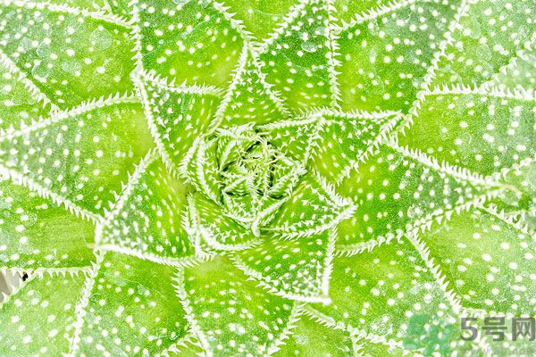 生长期使用大量的药物 生长期使用大量的药物