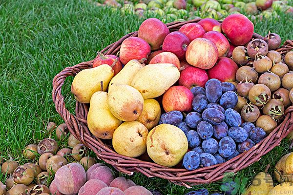 桃子和梨子能一起吃吗,梨子和樱桃可以一起吃吗 桃子和梨子能一起吃吗,梨子和樱桃可以一起吃吗