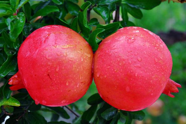 石榴的热量高吗,减脂适合吃吗,吃石榴对身体有哪些好处