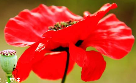 罂粟吃了会有什么反应,吃了会有什么反应