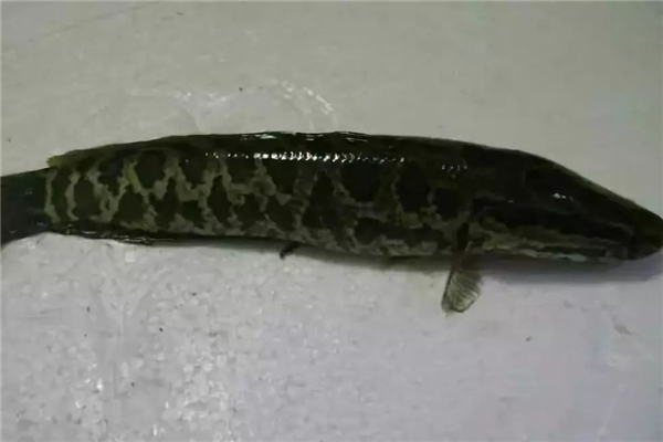 黑鱼是海鱼还是淡水鱼,什么鱼是海鱼