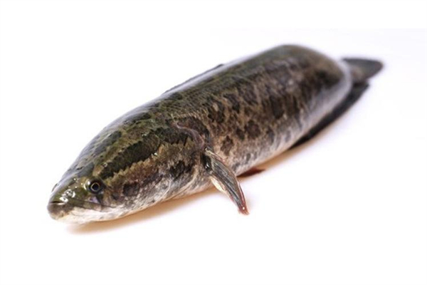 黑鱼有没有鱼腥线,黑鱼有没有鱼腥线 ,黑鱼怎么去腥味?