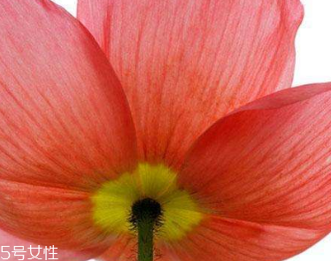 罂粟籽怎么吃止痛,罂粟籽怎么吃治腹泻