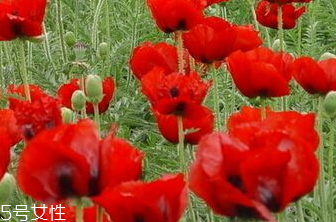 罂粟的生长条件,罂粟生长期