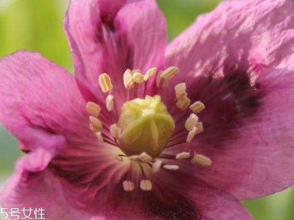 怎么判断食物里是不是放罂粟,在食物里面放罂粟是什么行为