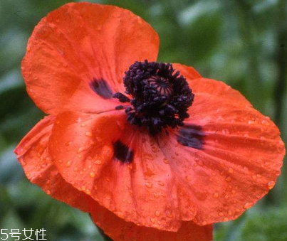 罂粟能提鲜吗,罂粟食用方法