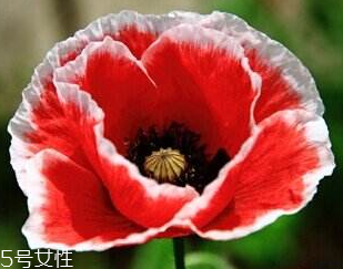 罂粟能泡水喝吗需要晒干吗,罂粟能泡水喝吗?