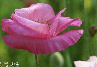 人为什么会拉肚子原理是什么,为什么会经常拉肚子