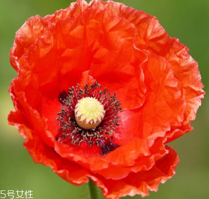 罂粟怎么治疗咳嗽,罂粟治疗咳嗽怎么吃