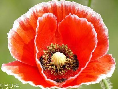 罂粟在哪里购买,罂粟在哪里可以买到