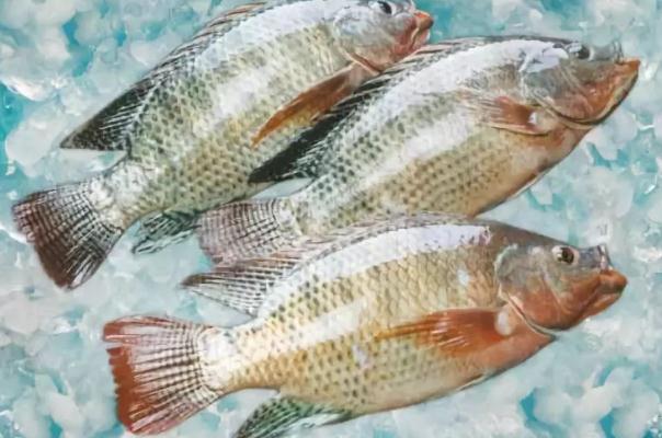 吃罗非鱼过敏症状,罗非鱼会过敏吗 吃罗非鱼过敏症状,罗非鱼会过敏吗