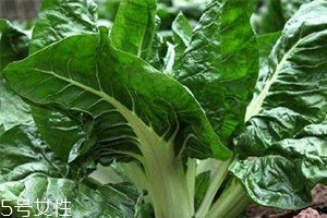 牛皮菜孕妇可以吃吗?,牛皮菜孕妇能吃吗