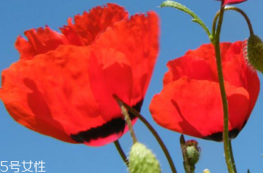 罂粟 药用,罂粟的药用价值及用法