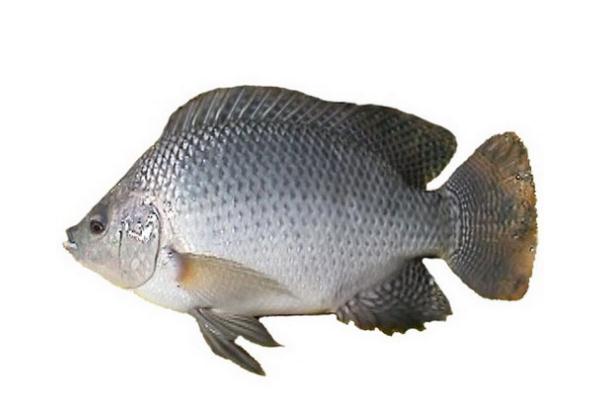 吃罗非鱼会影响生育吗,吃罗非鱼会导致不孕吗