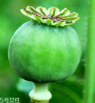 罂粟苗怎么吃,罂粟苗怎么吃好