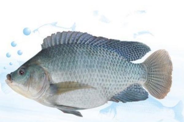 罗非鱼哪里有卖的,罗非鱼好吗