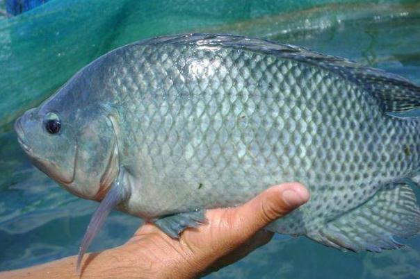 罗非鱼是不是很脏,罗非鱼很脏吗