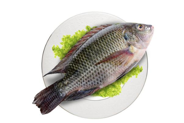 罗非鱼的营养价值及功效禁忌,罗非鱼的营养价值及功效和作用