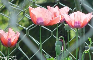 罂粟功效主治,罂粟的药用作用和功效