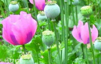 黄盖玻汾53度多少钱一瓶,黄盖玻汾53度多少钱一瓶2021年价格