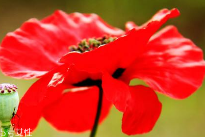 黄盖玻汾是纯粮食酒吗,黄盖汾酒是纯粮酒吗