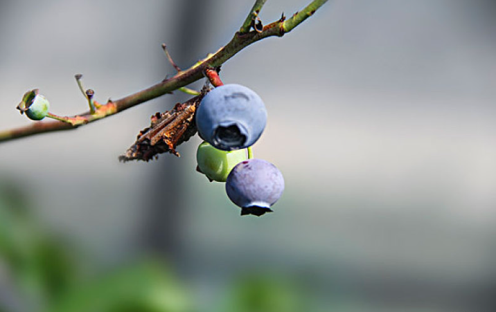 天天吃蓝莓的好处,天天吃蓝莓有什么好处