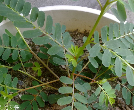 鸡骨头的热量,鸡骨草营养成分含量