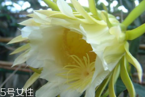 吃霸王花过敏的症状,经期可以吃霸王花吗