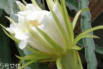 霸王花的食用方法,霸王花如何食用