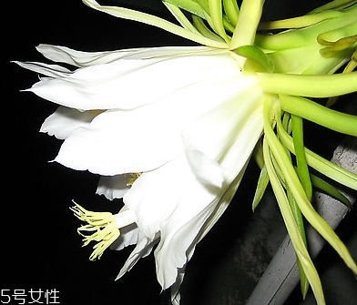 猪肚煲霸王花汤功效,霸王花猪骨汤的做法