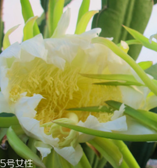 干霸王花怎么清洗,干霸王花怎么清洗才会更加干净