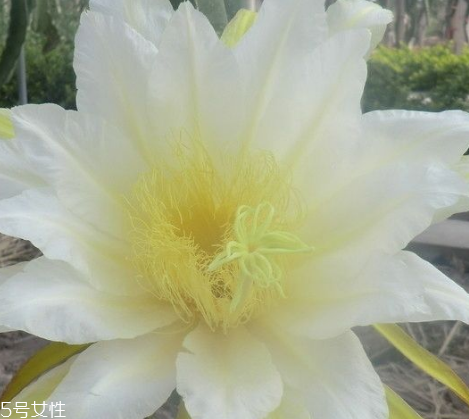 路边的红果子是什么果能吃吗,路边红果子叫什么 路边的红果子是什么果能吃吗,路边红果子叫什么