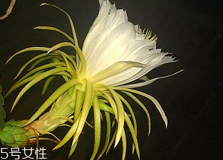 李子增肥还是减肥,减肥喝李子园会胖吗