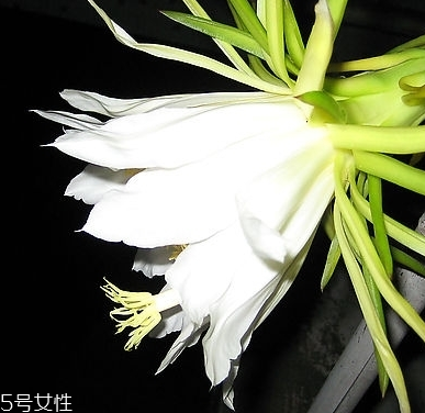 霸王花能和鸡一起炖吗,霸王花可以炖鸡吗