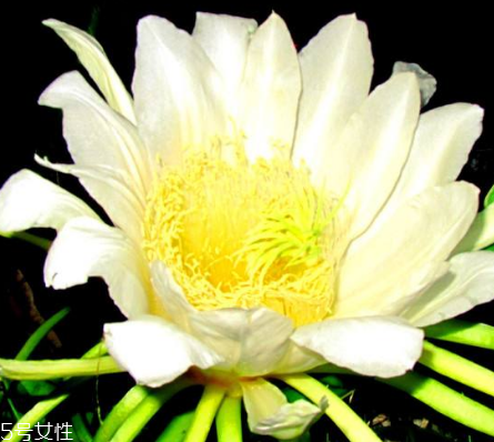 霸王花怎么泡水喝,霸王花泡水的方法