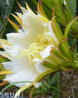 霸王花禁忌人群,霸王花饮食禁忌