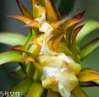 霸王花的种植技术,霸王花养殖方法