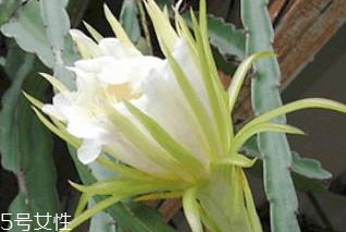 霸王花的食用价值,霸王花的营养价值