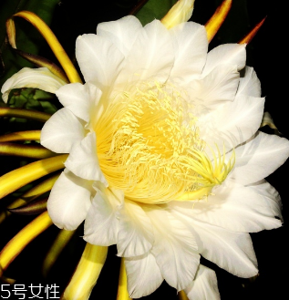 霸王花的营养成分,霸王花的营养成分表