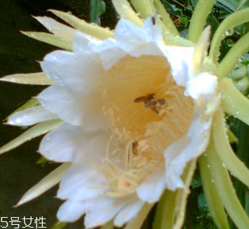 霸王花的药用价值,霸王花的药用价值和功效