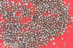 紫苏什么样,紫苏和紫苏子的区别