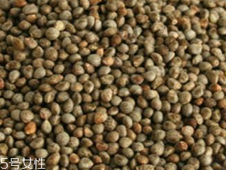 紫苏子的样子,紫苏子的图片