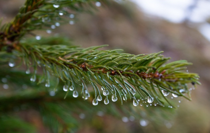 松毛泡酒能治斑秃吗?,松柏泡酒能治斑秃吗